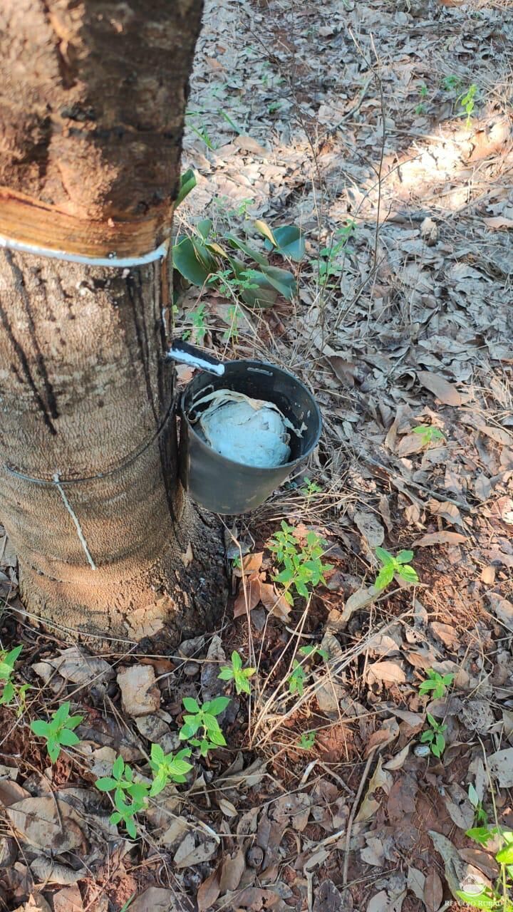Fazenda, 46 hectares - Foto 9