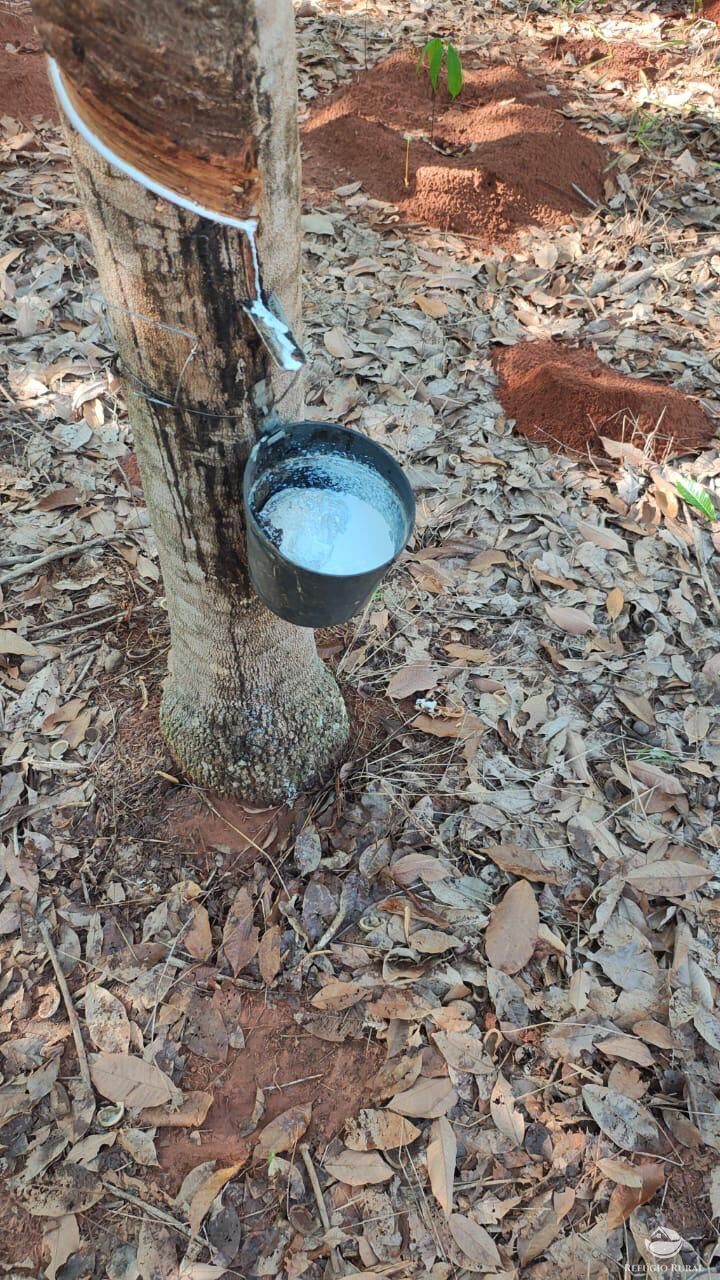 Fazenda, 46 hectares - Foto 12