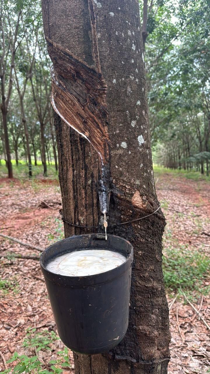 Fazenda, 46 hectares - Foto 6
