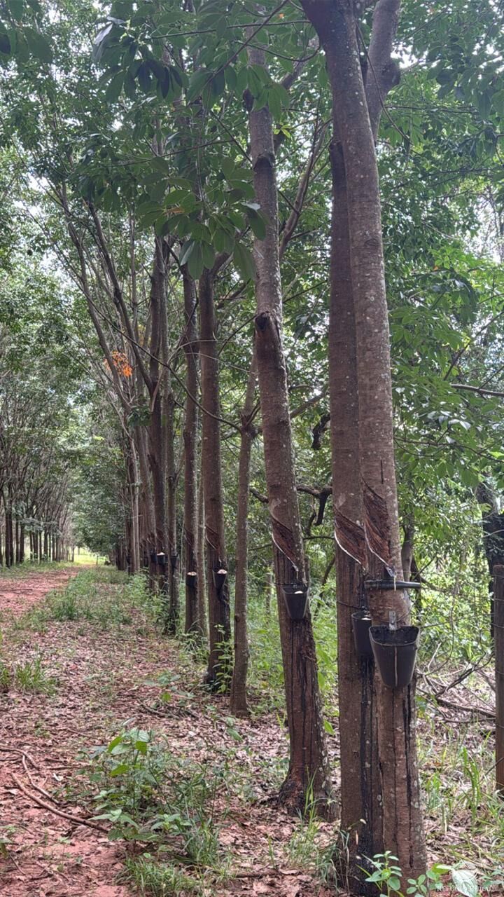 Fazenda, 46 hectares - Foto 8