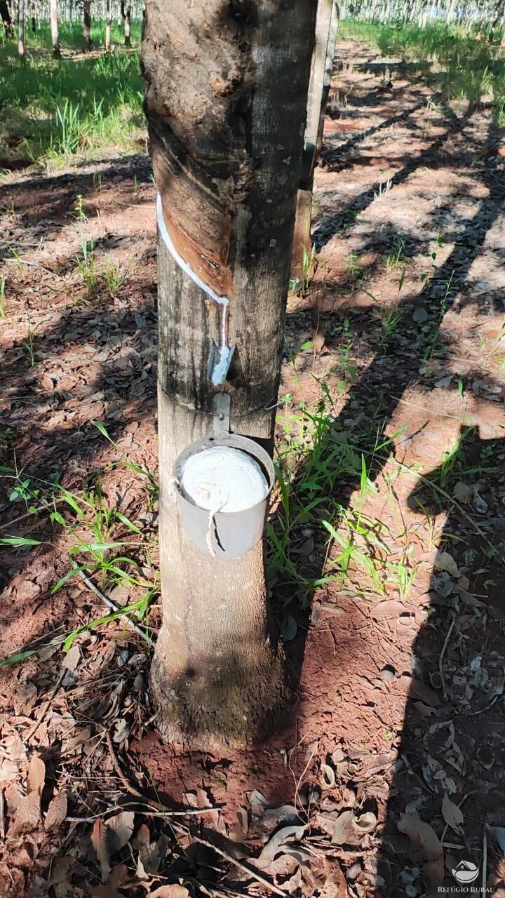 Fazenda, 46 hectares - Foto 11
