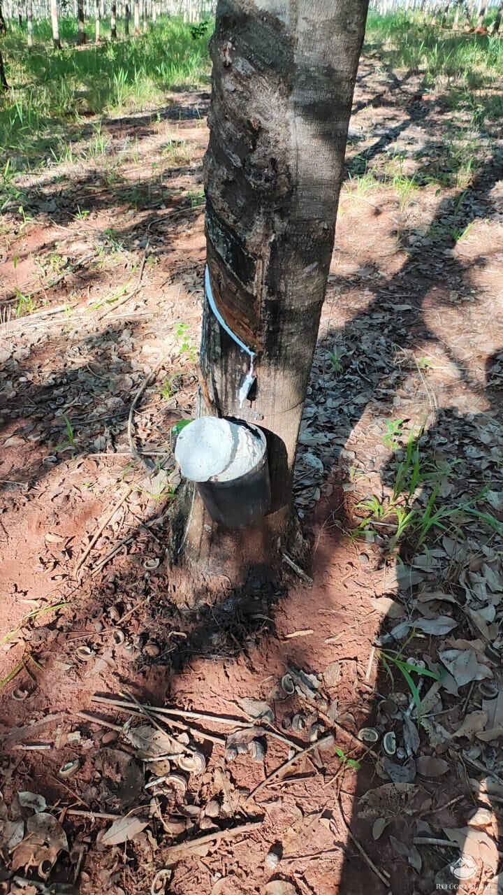 Fazenda, 46 hectares - Foto 17