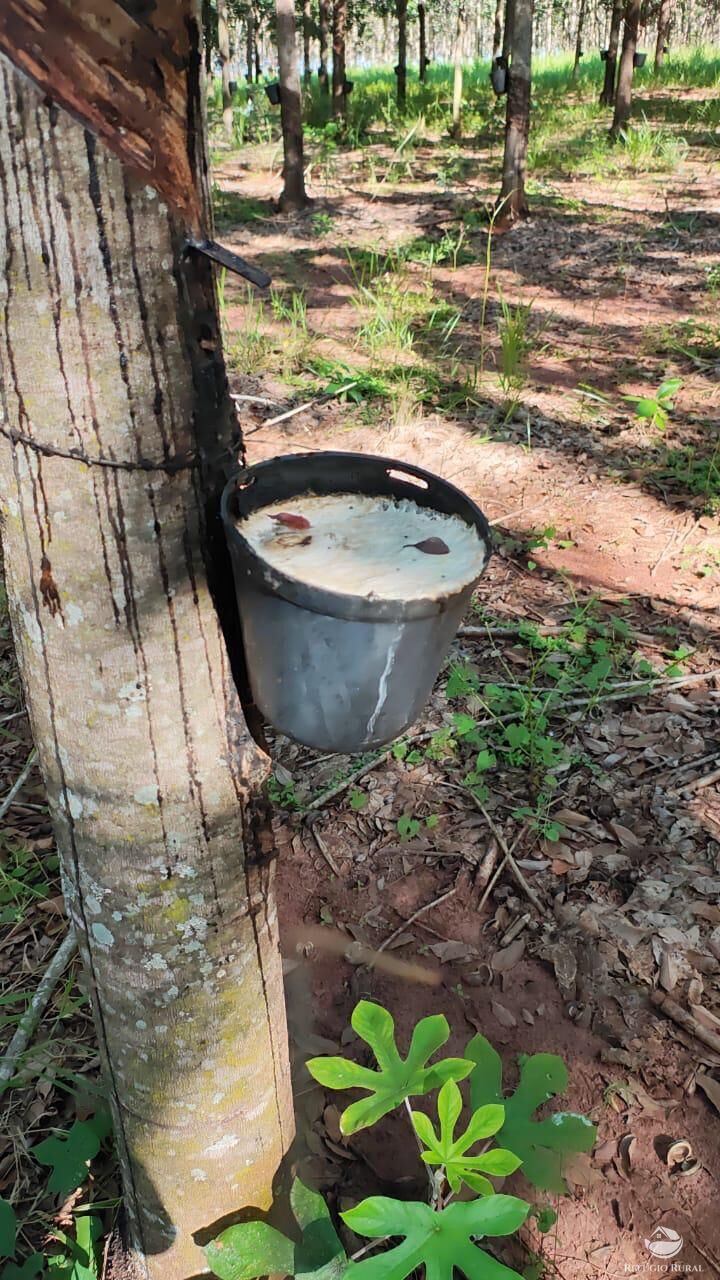 Fazenda, 46 hectares - Foto 13
