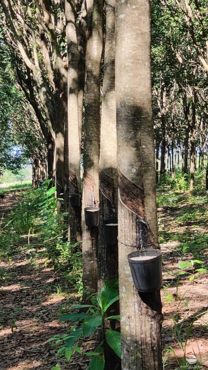 Fazenda, 46 hectares - Foto 14