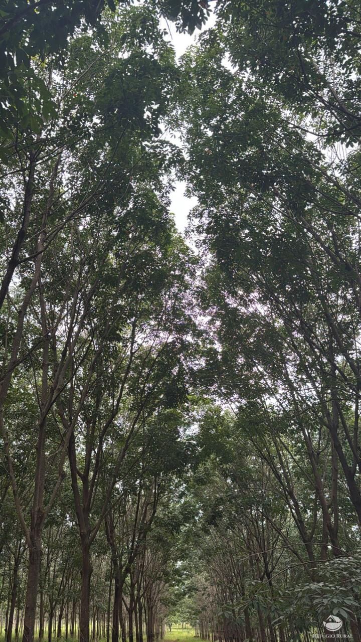 Fazenda, 46 hectares - Foto 10