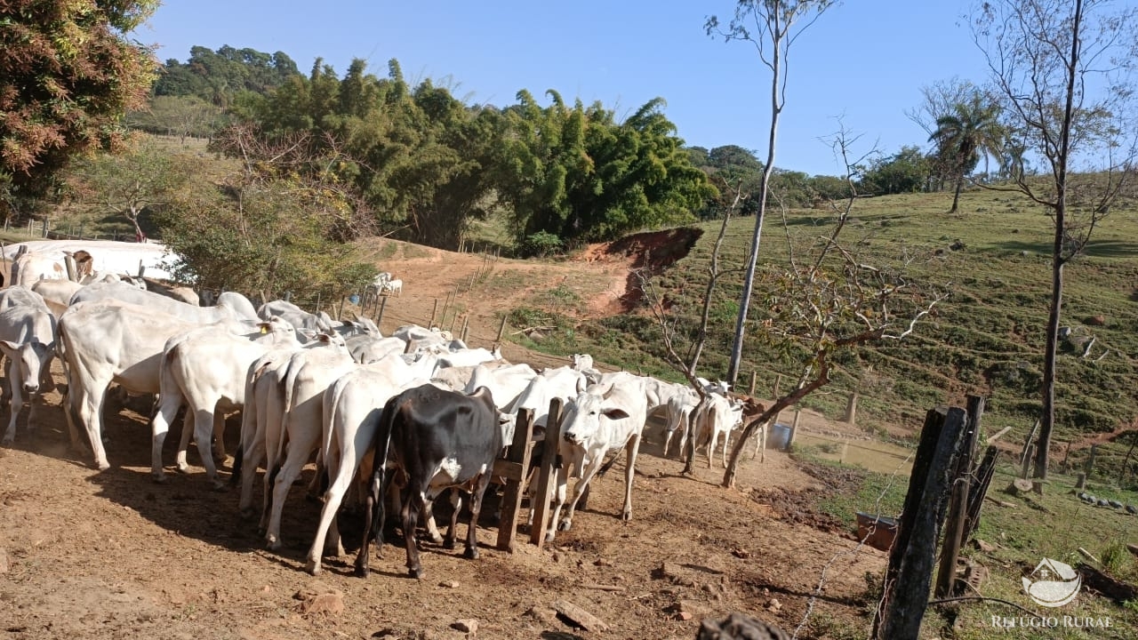 Fazenda à venda com 1 quarto, 532400m² - Foto 6