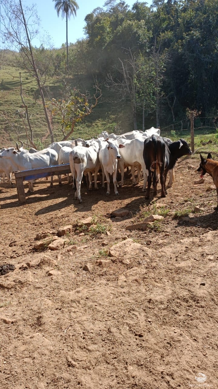 Fazenda à venda com 1 quarto, 532400m² - Foto 12