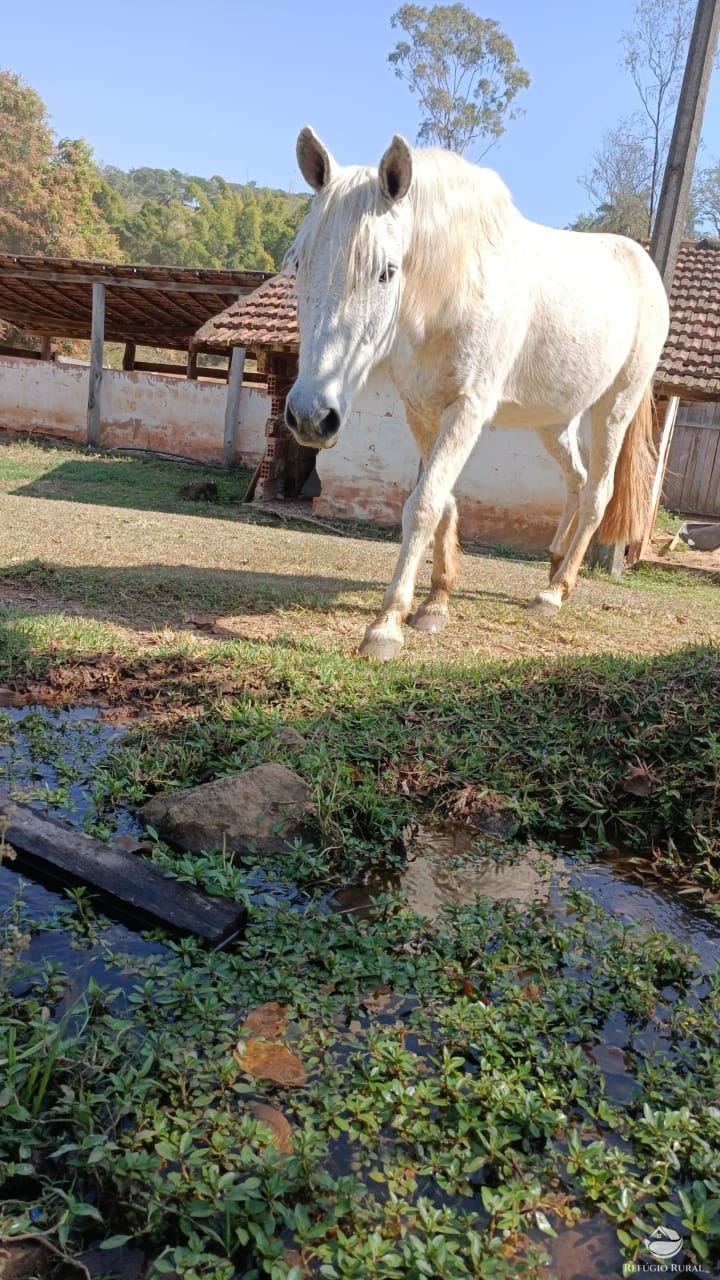 Fazenda à venda com 1 quarto, 532400m² - Foto 11