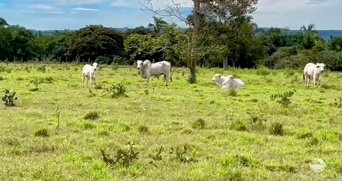 Fazenda à venda com 3 quartos, 3146000m² - Foto 2