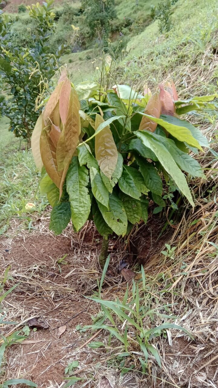 Fazenda à venda com 1 quarto, 72600m² - Foto 12