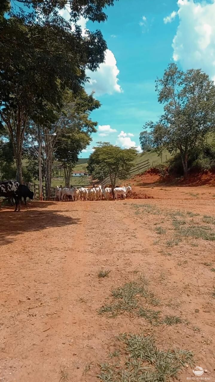 Fazenda à venda com 2 quartos, 4428600m² - Foto 17