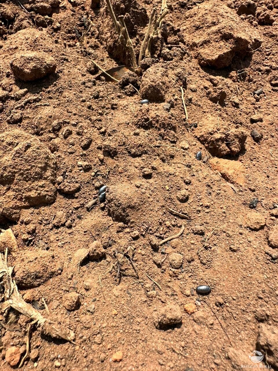 Fazenda à venda com 1 quarto, 110000000m² - Foto 14