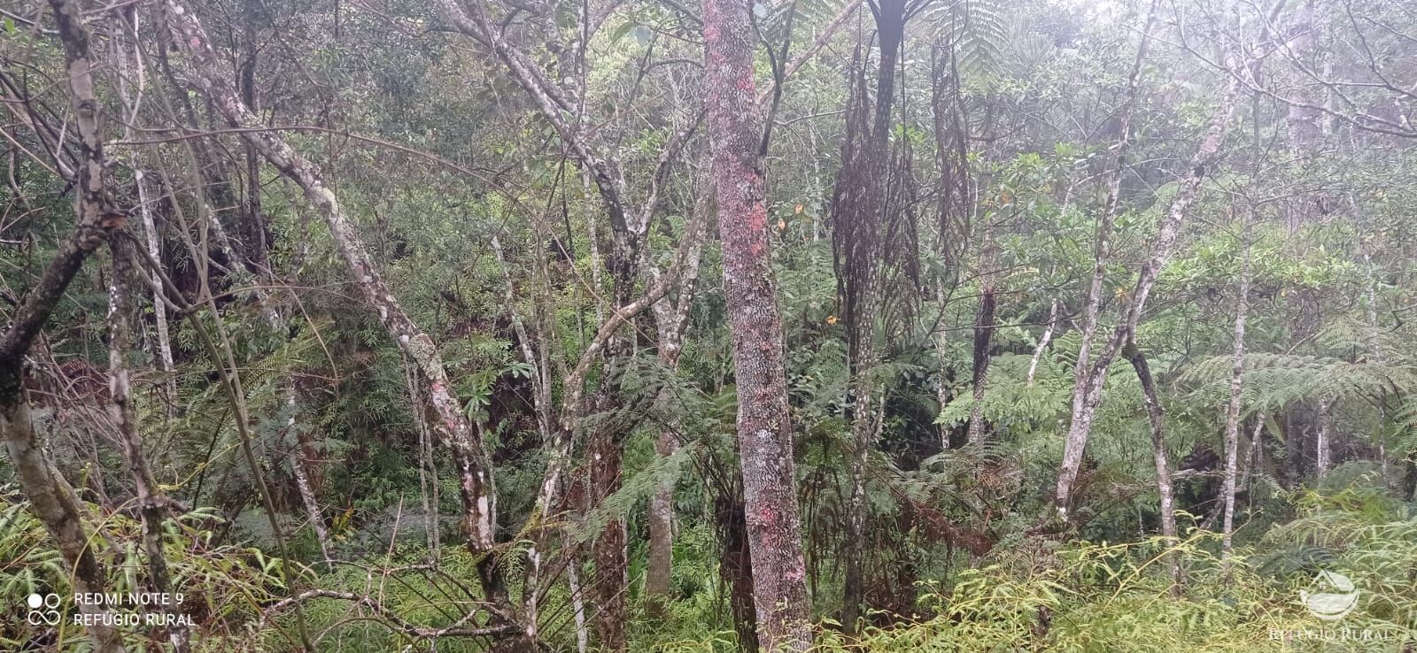 Terreno, 36 hectares - Foto 17