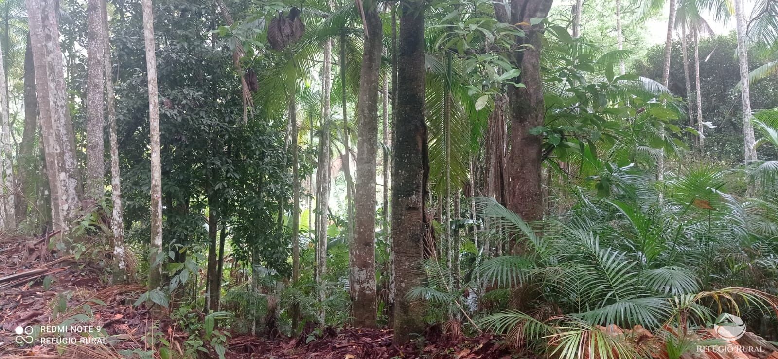 Terreno, 36 hectares - Foto 20