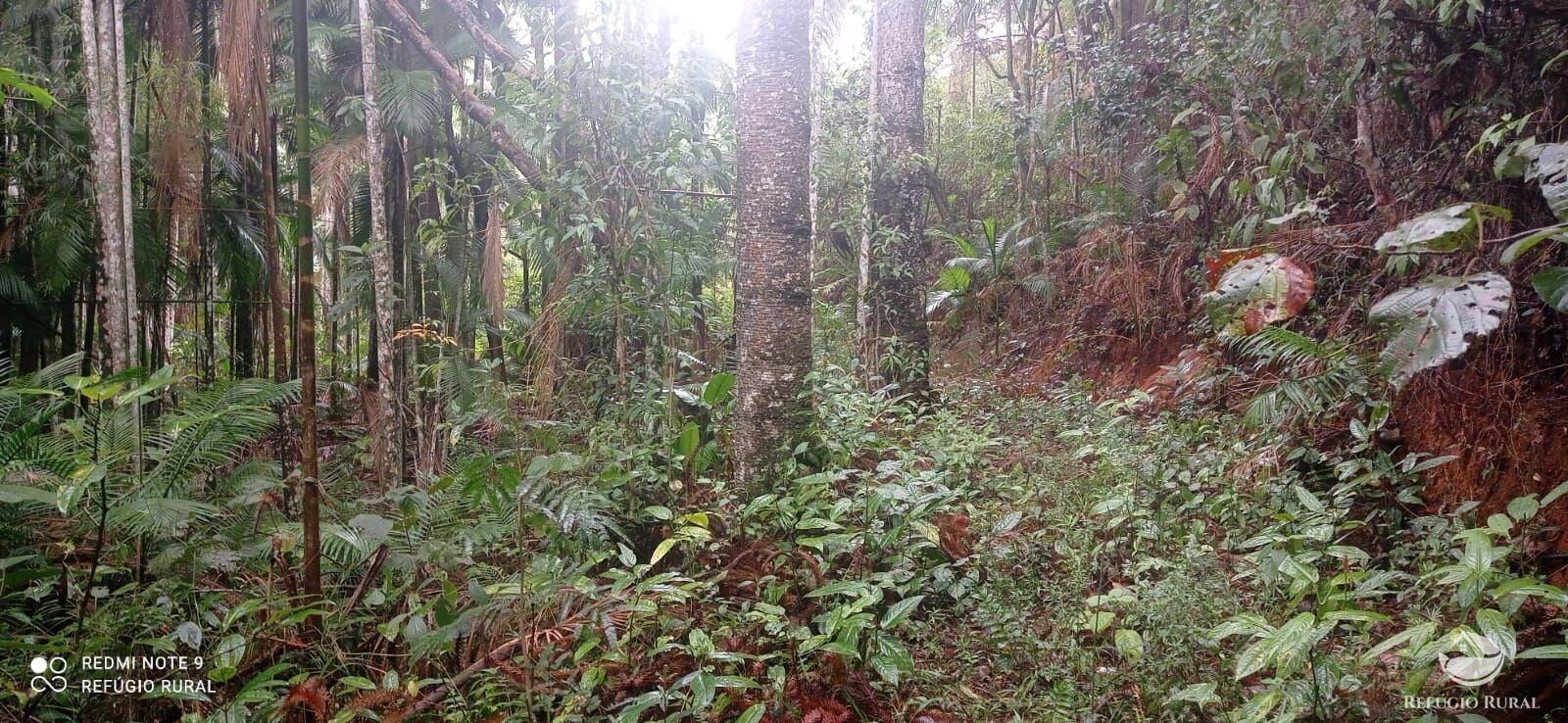 Terreno, 36 hectares - Foto 21