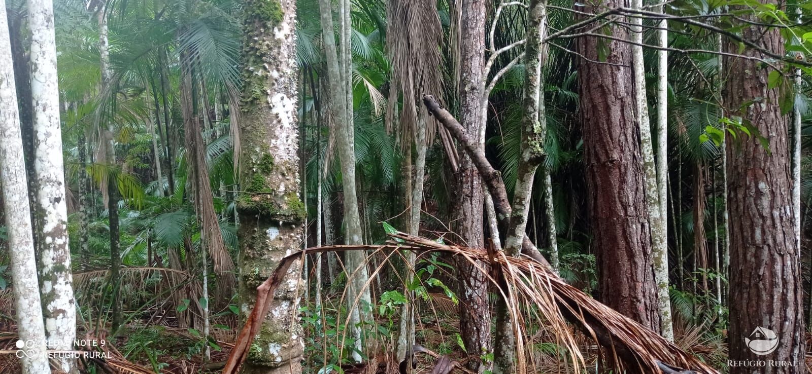 Terreno, 36 hectares - Foto 12