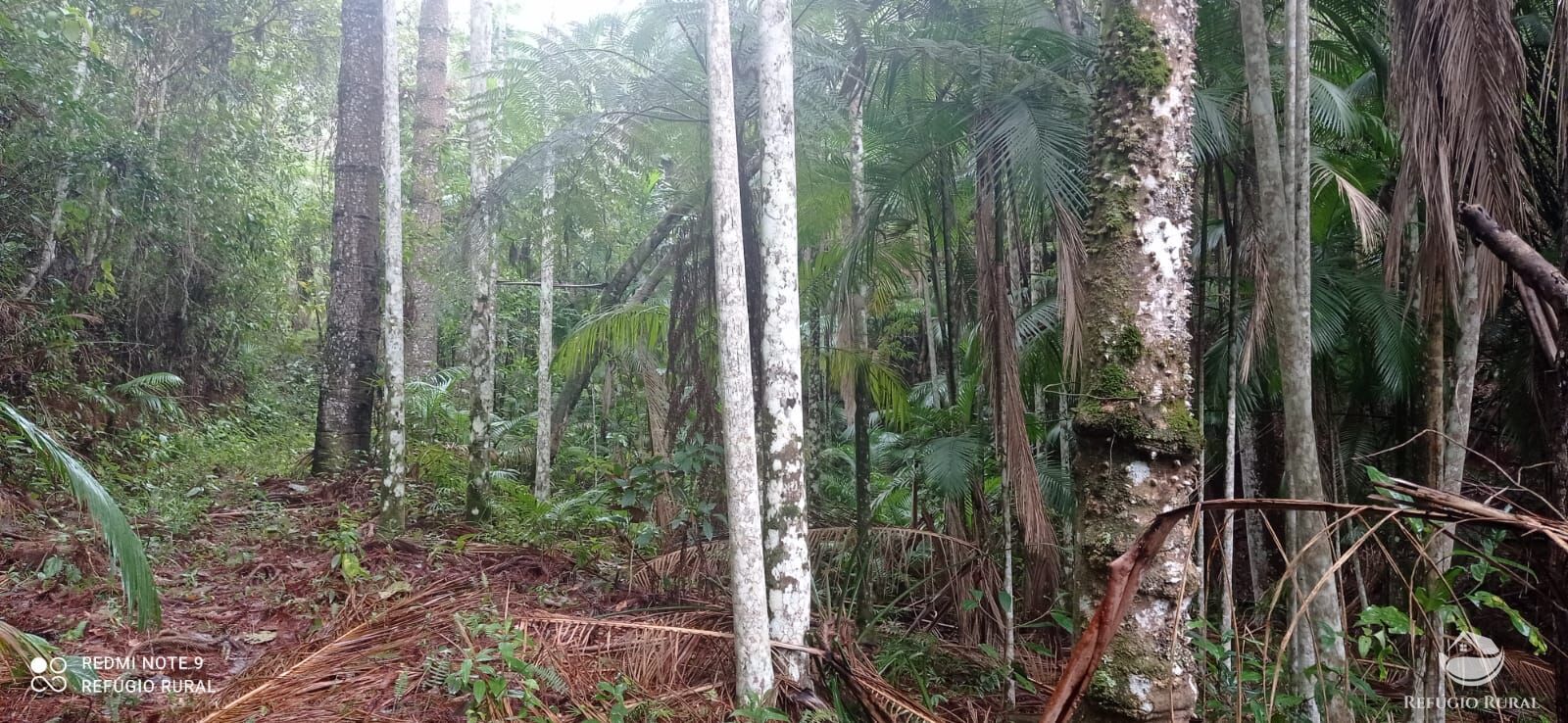 Terreno, 36 hectares - Foto 6