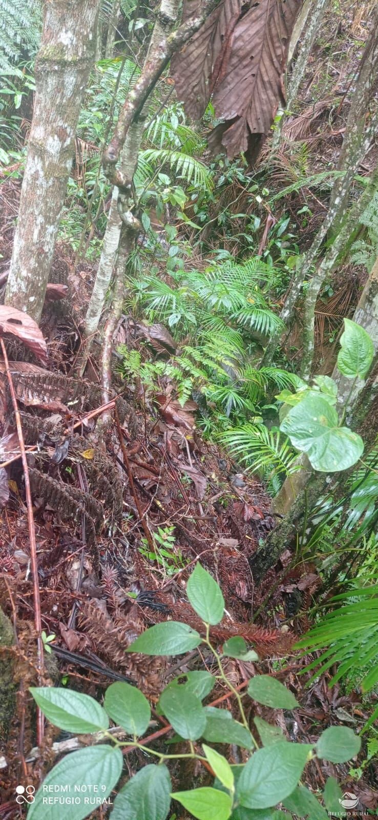 Terreno, 36 hectares - Foto 19