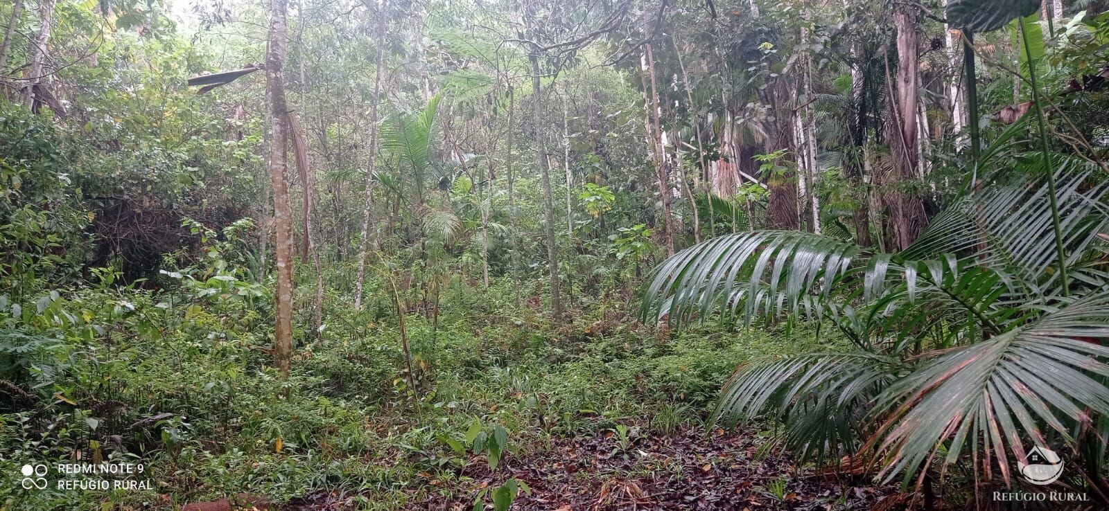 Terreno, 36 hectares - Foto 11