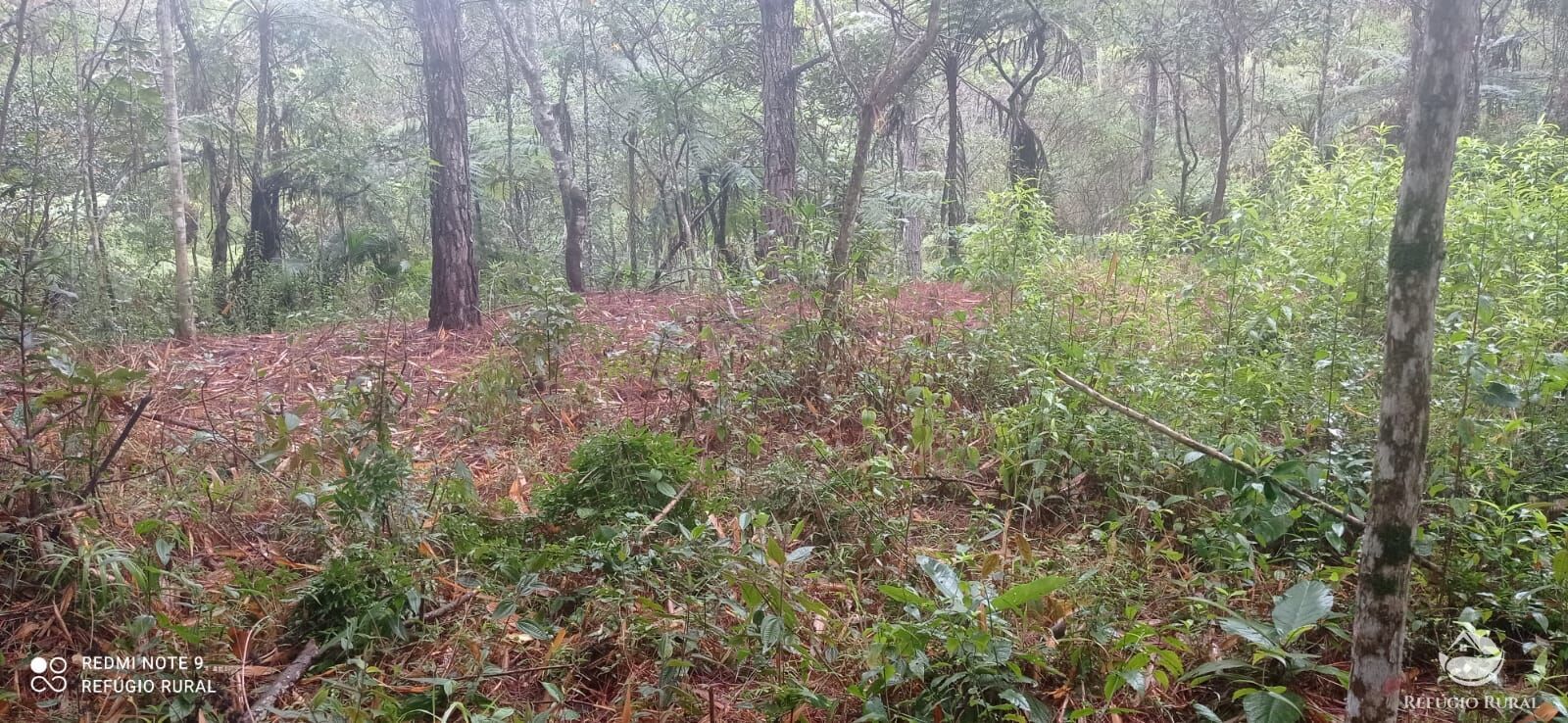 Terreno, 36 hectares - Foto 7