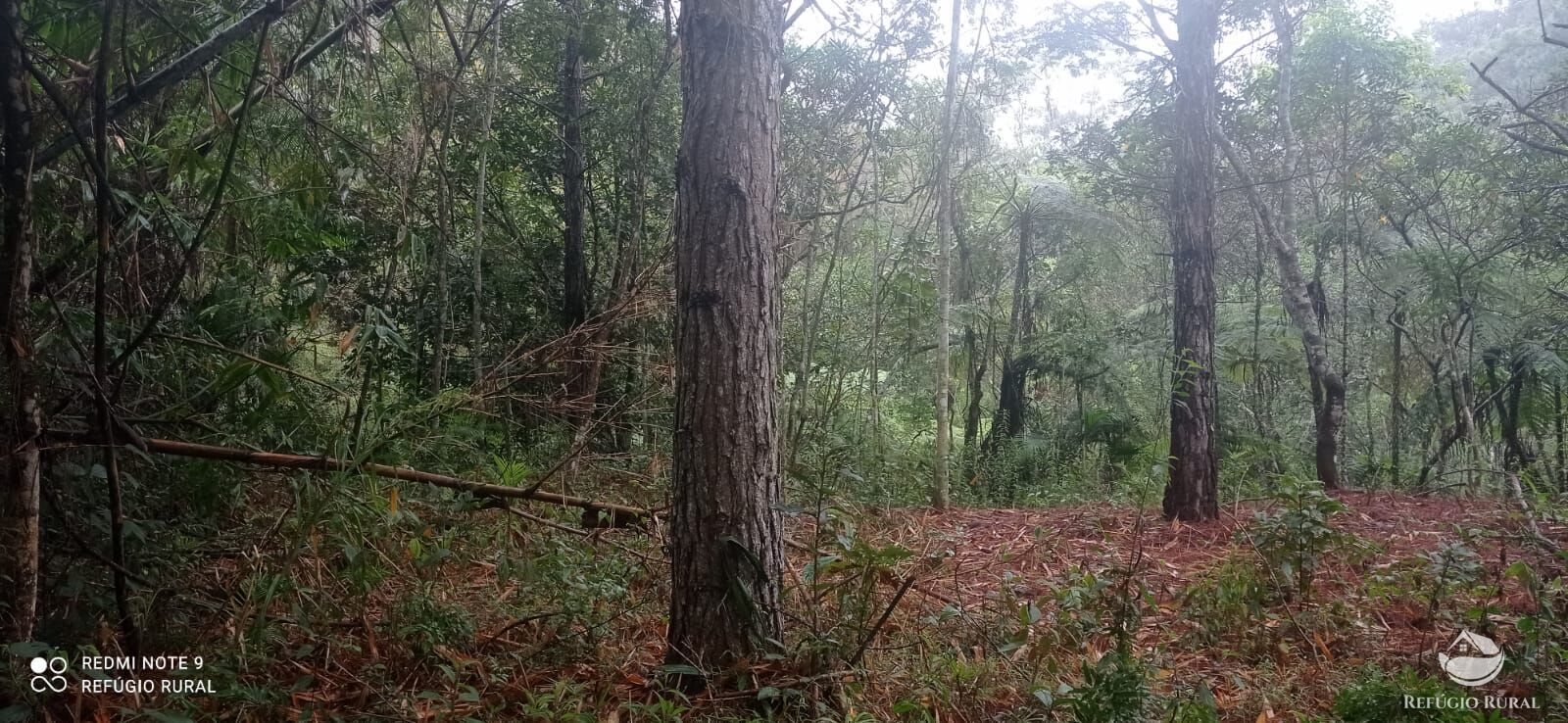 Terreno, 36 hectares - Foto 18