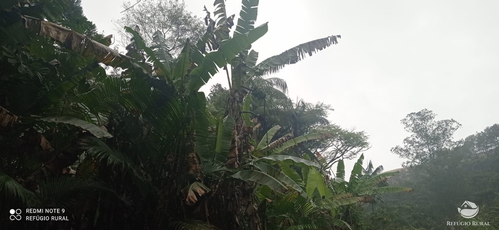 Terreno, 36 hectares - Foto 9