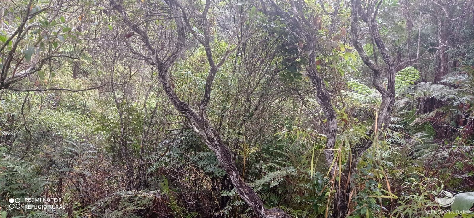 Terreno, 36 hectares - Foto 15