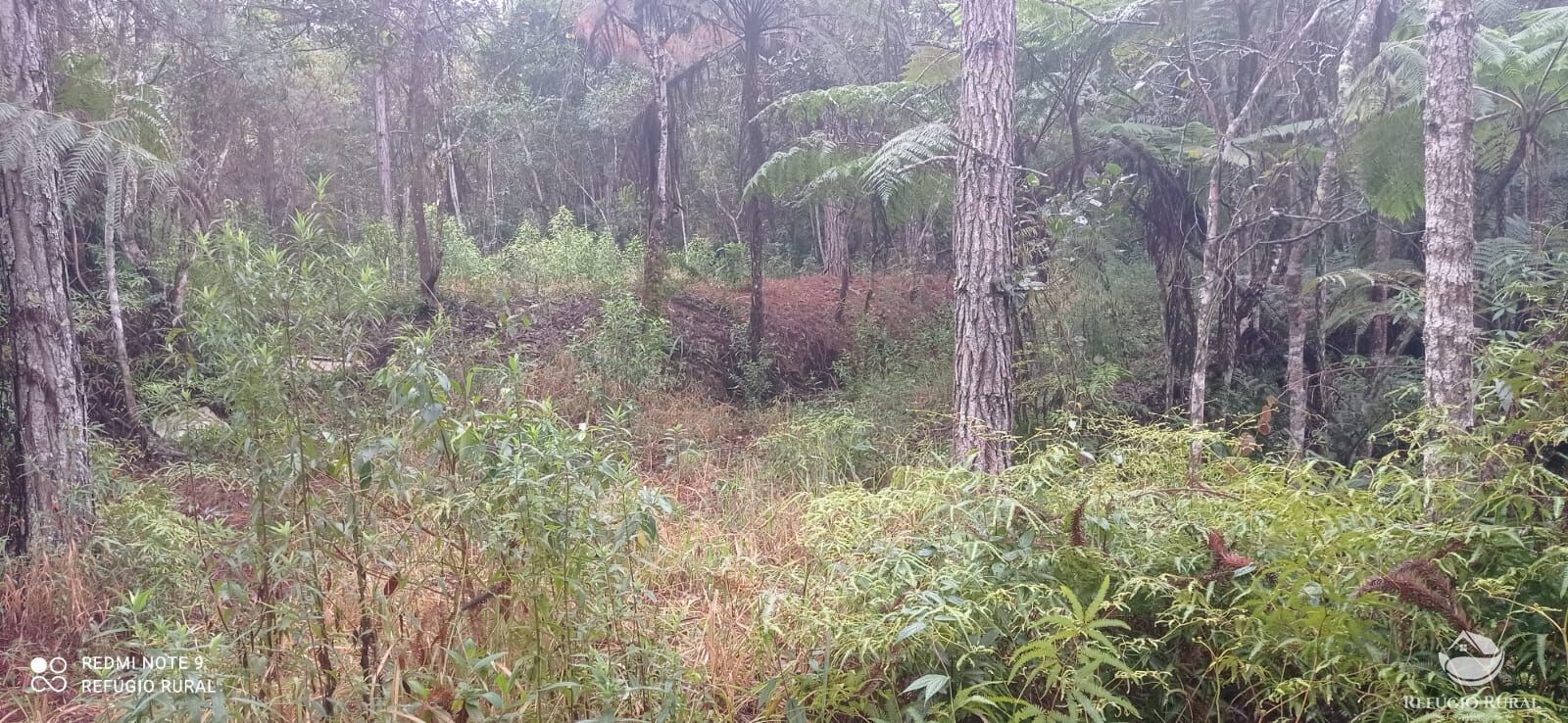 Terreno, 36 hectares - Foto 13