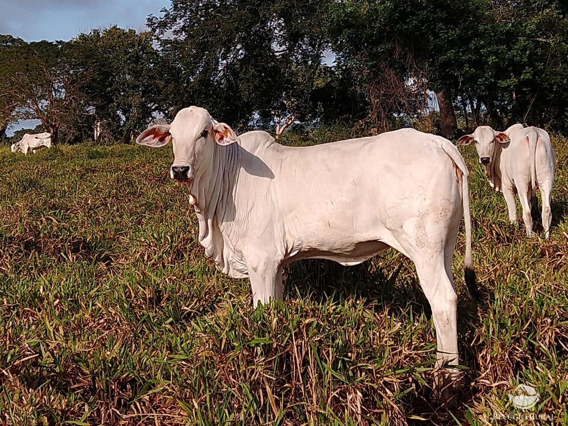 Fazenda à venda com 14 quartos, 198198000m² - Foto 21