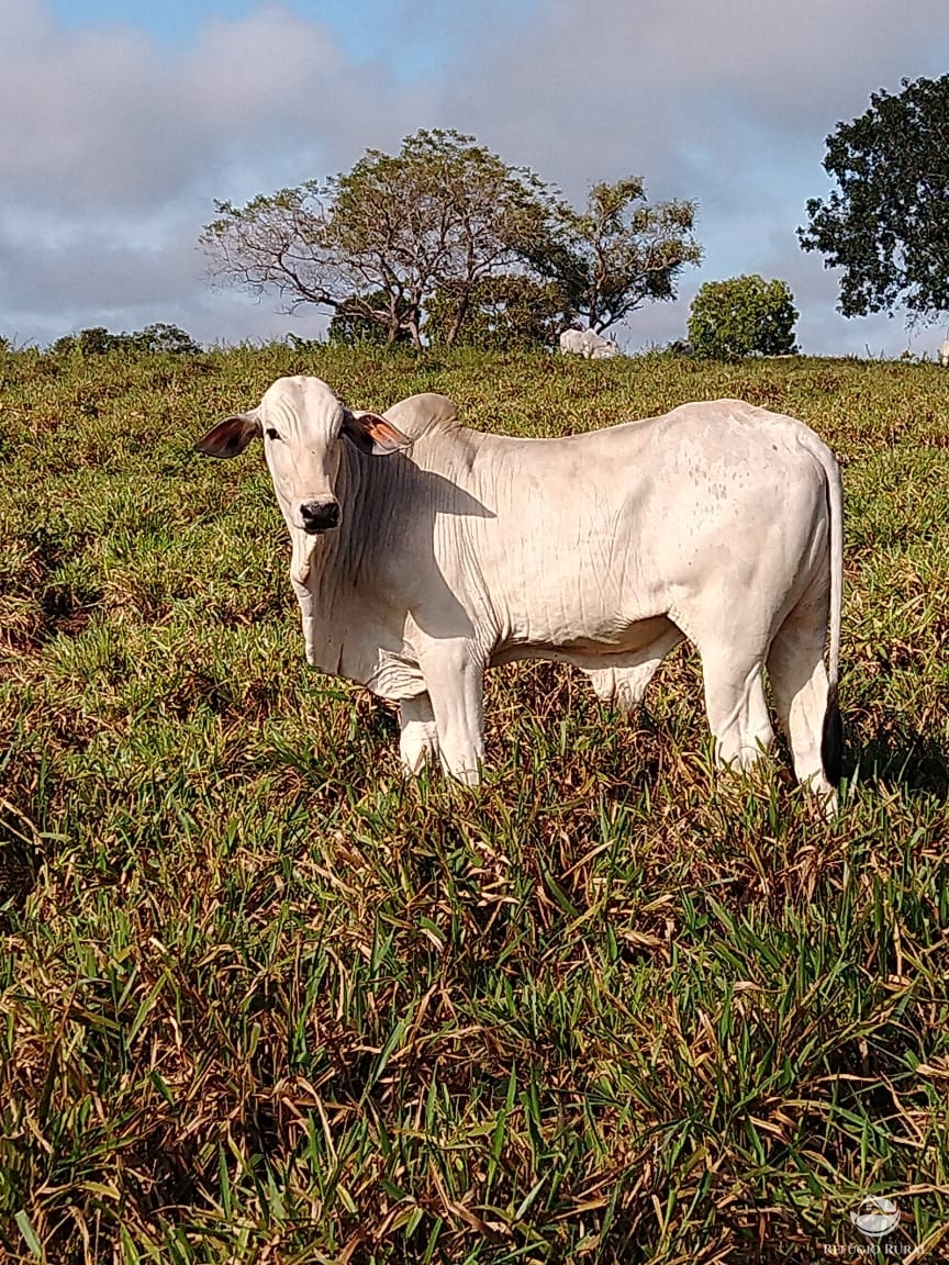 Fazenda à venda com 14 quartos, 198198000m² - Foto 20