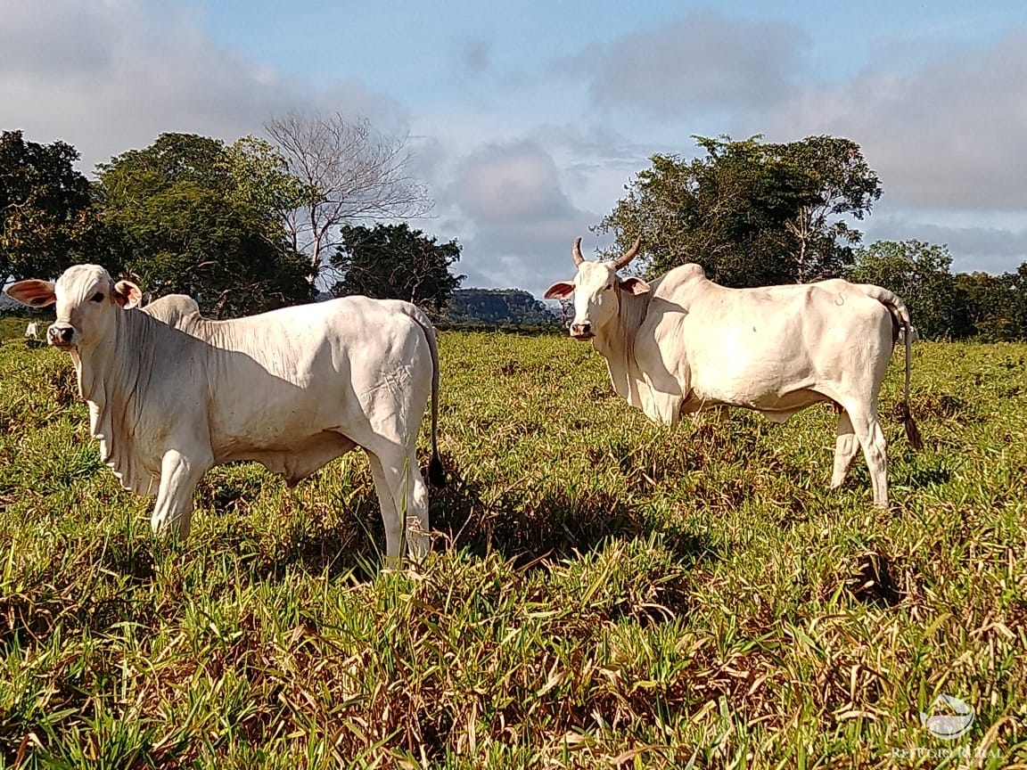 Fazenda à venda com 14 quartos, 198198000m² - Foto 5