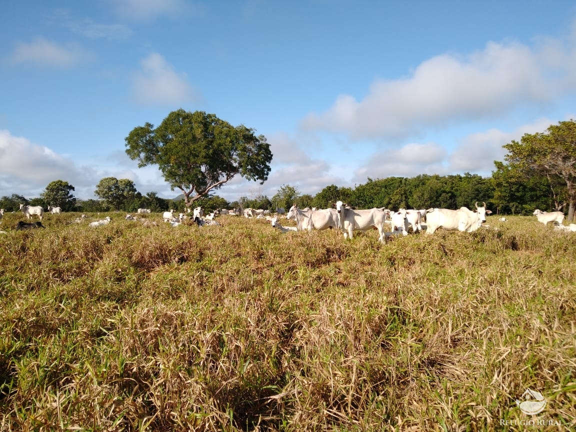 Fazenda à venda com 14 quartos, 198198000m² - Foto 1