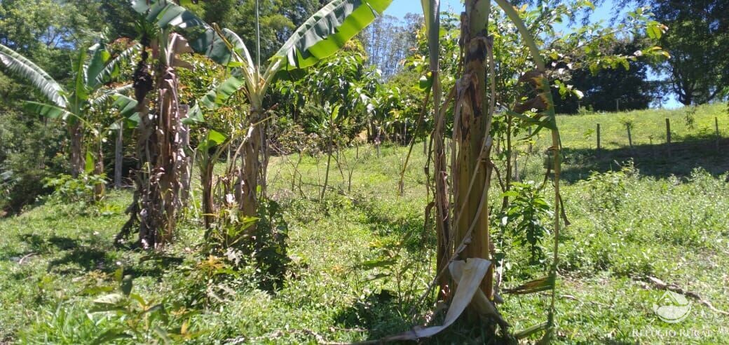 Fazenda à venda com 3 quartos, 34000m² - Foto 9