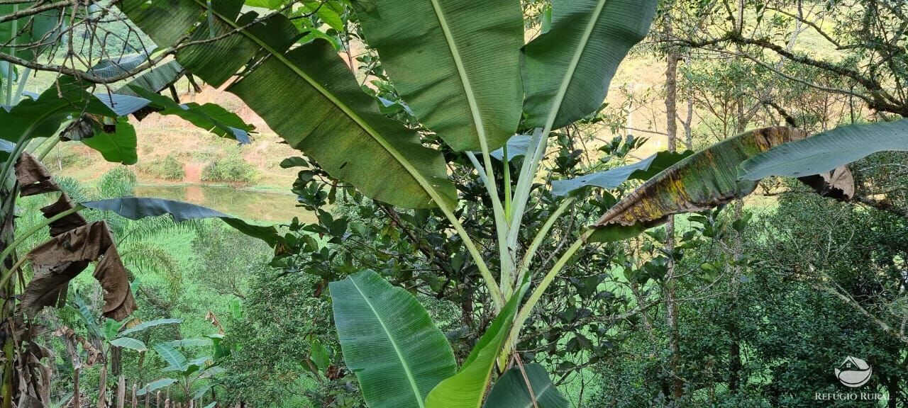 Fazenda à venda com 5 quartos, 7000m² - Foto 19