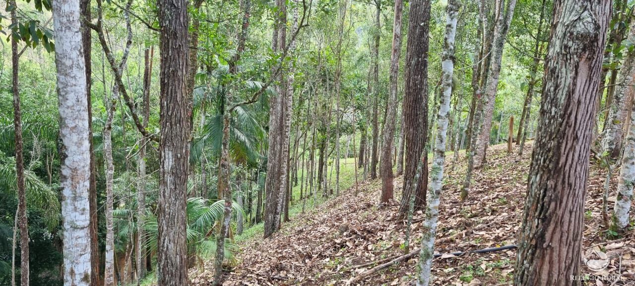 Fazenda à venda com 5 quartos, 7000m² - Foto 11