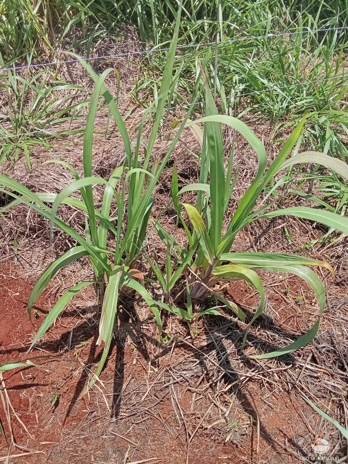 Chácara à venda com 1 quarto, 21000m² - Foto 12