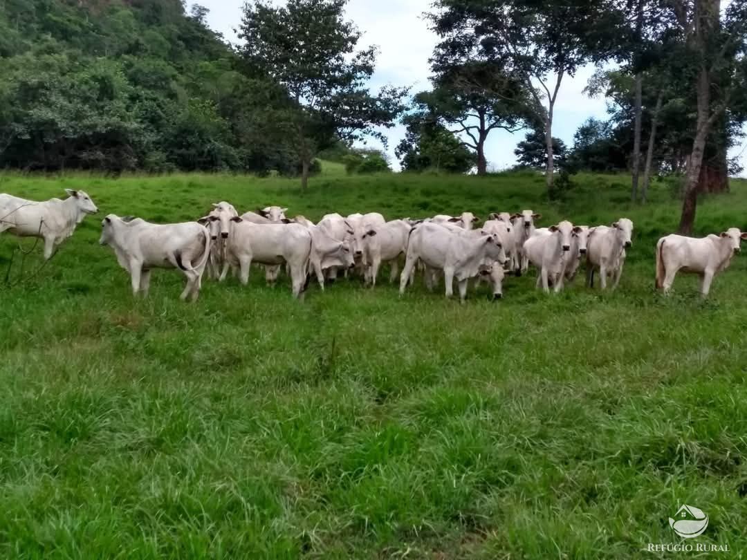 Fazenda-Sítio-Chácara, 2508 hectares - Foto 2