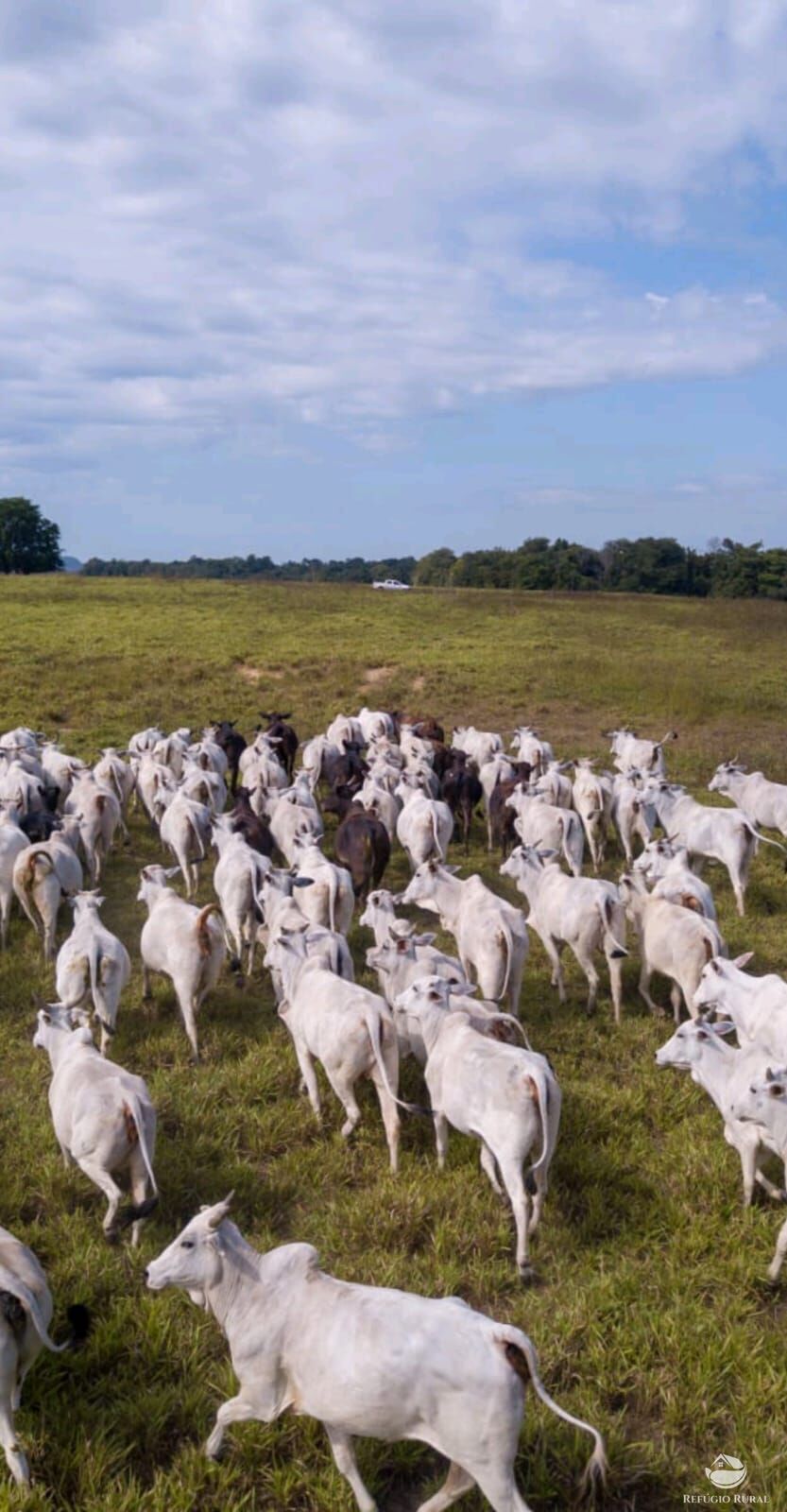 Fazenda-Sítio-Chácara, 2508 hectares - Foto 3