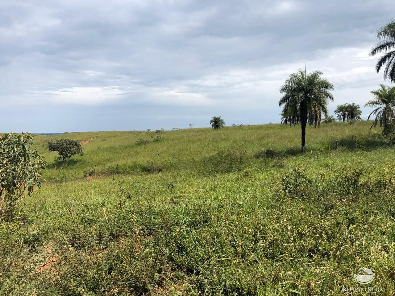 Fazenda, 528 hectares - Foto 4