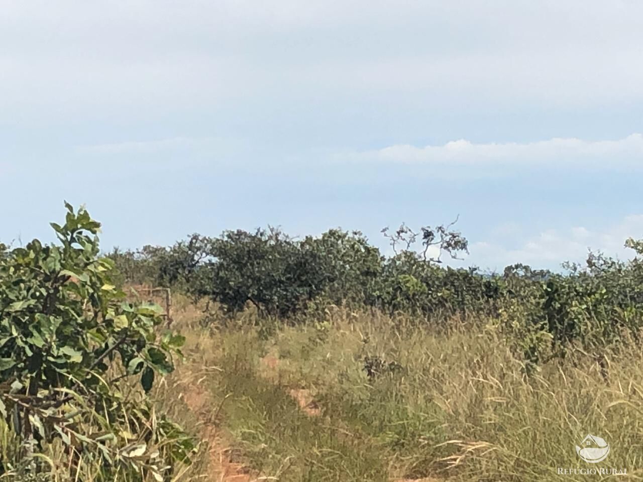 Fazenda, 528 hectares - Foto 14