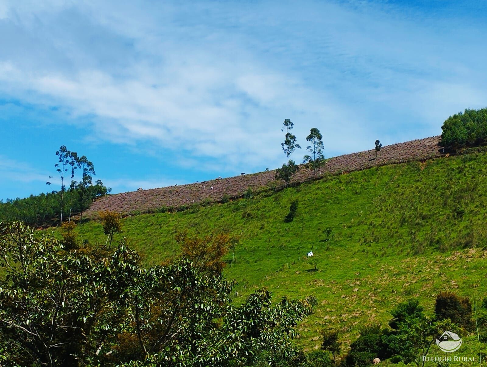 Fazenda à venda com 1 quarto, 8397m² - Foto 1