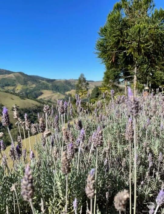 Fazenda à venda com 2 quartos, 22000m² - Foto 24