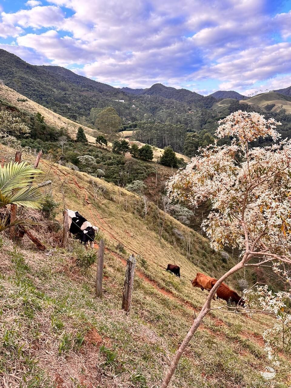 Fazenda à venda com 2 quartos, 22000m² - Foto 38