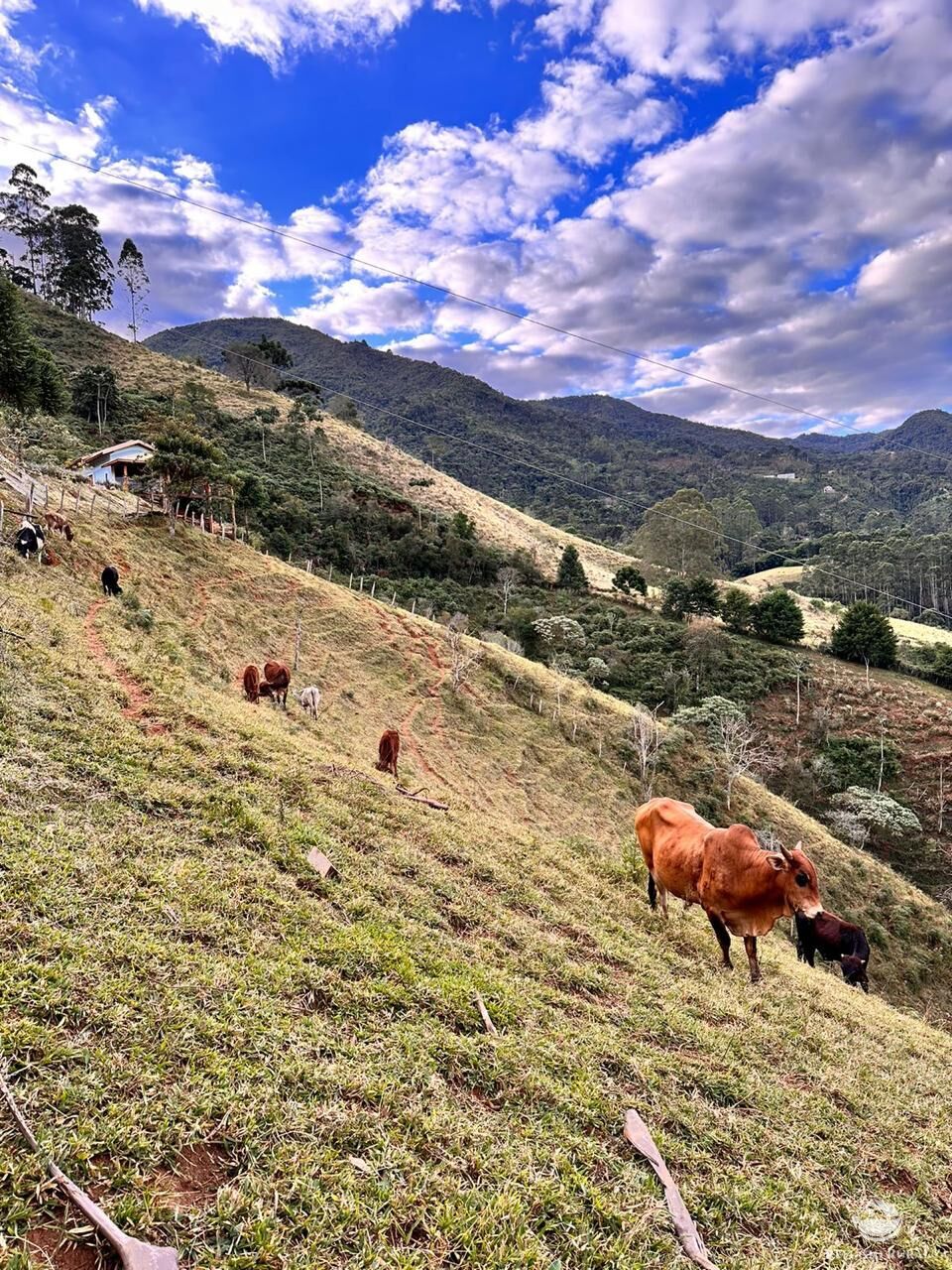 Fazenda à venda com 2 quartos, 22000m² - Foto 41