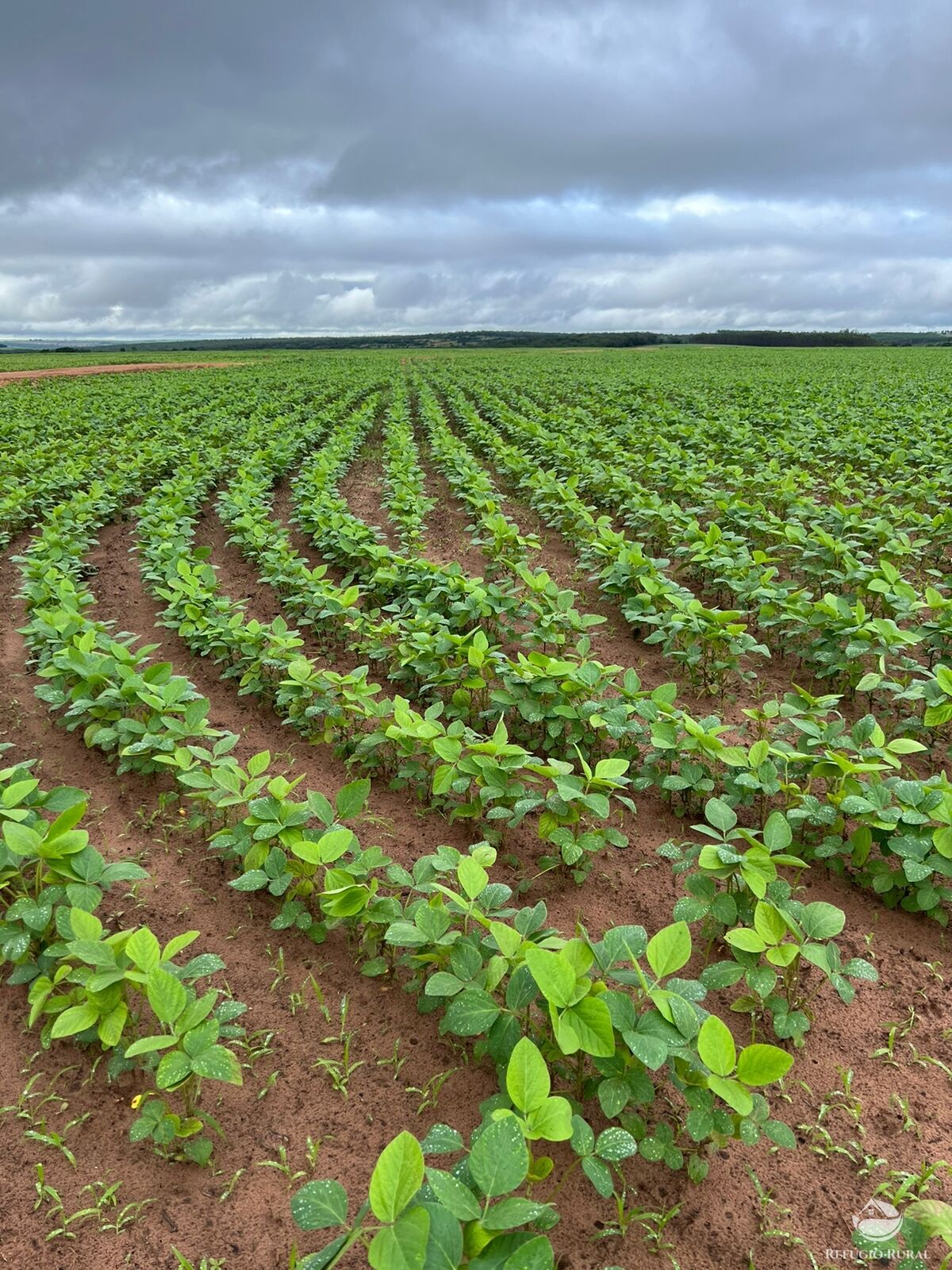 Fazenda à venda com 9 quartos, 44050000m² - Foto 1