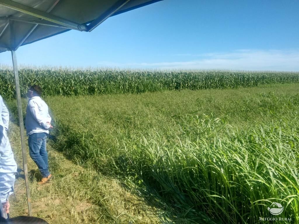 Fazenda à venda com 4 quartos, 330000000m² - Foto 8