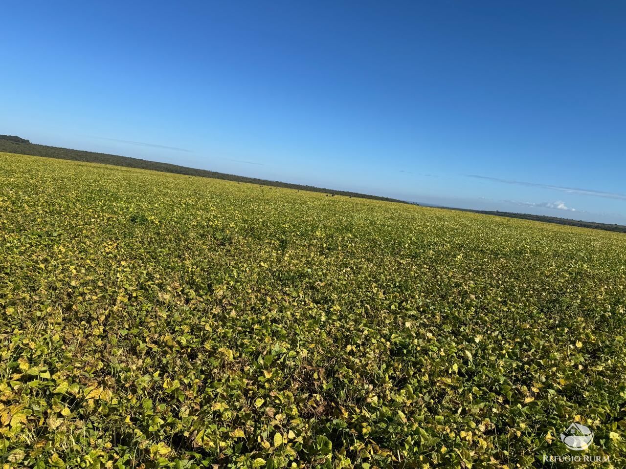 Fazenda à venda com 1 quarto, 26229800m² - Foto 1