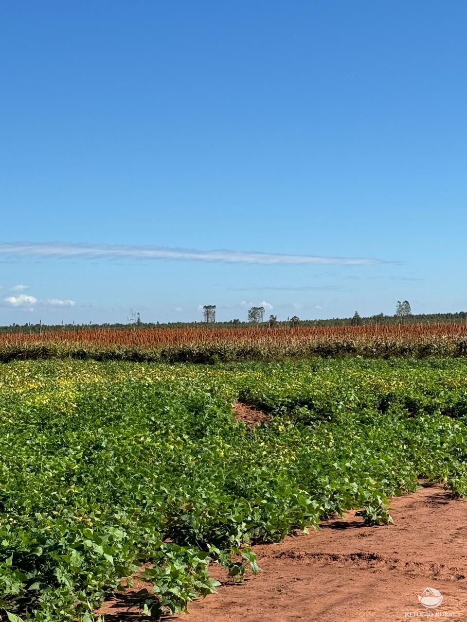 Fazenda à venda com 1 quarto, 26229800m² - Foto 7