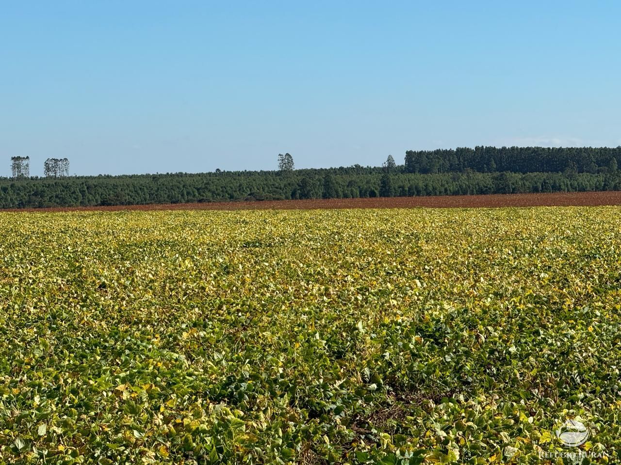 Fazenda à venda com 1 quarto, 26229800m² - Foto 5