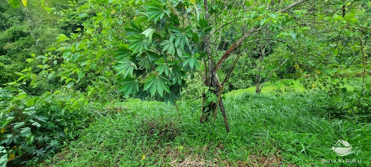 Fazenda à venda com 1 quarto, 7000m² - Foto 5